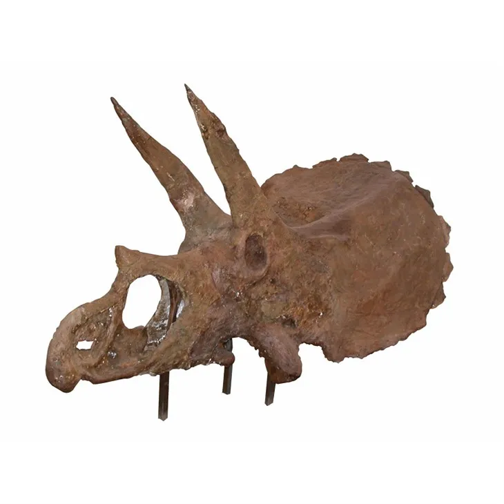 triceratops skull(001)