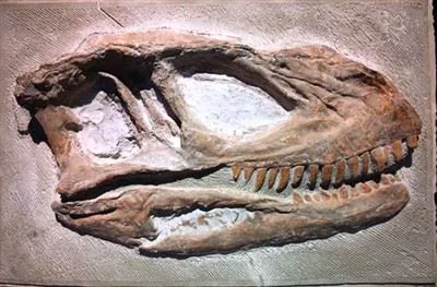 V meste Zigong bola objavená nová fosília dinosaura